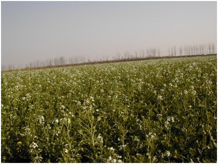 BG大游(中国)唯一官方网站